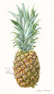 1.Pineapple 2015 +sig crop