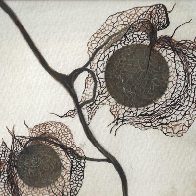 Chinese Lantern Skeletons - Pen/ink and wash - 10.5 x 13cm - by Angela Simmonds