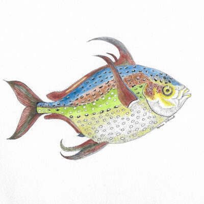 Opah Fish - Pen, ink & watercolour - 43cm x 33cm - by Marion Witcomb