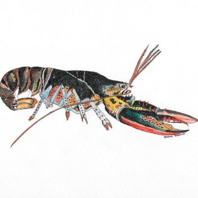 Red Lobster - Pen, ink & watercolour - 32.5cm x 23.5cm - by Marion Witcomb