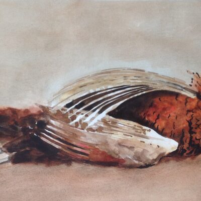 Pheasant - water colour on paper - 600 x 400 - by Peter Robson