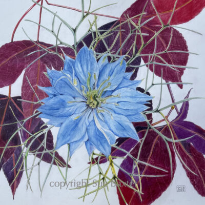 Nigella and Acer - watercolour and coloured pencil