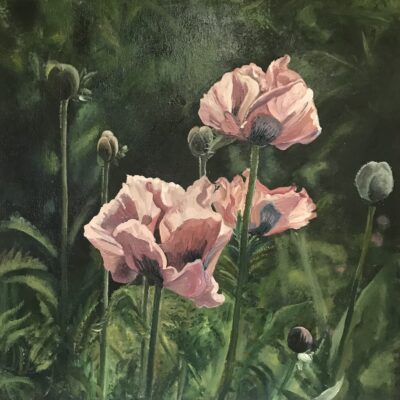 Poppies in Bishops Palace Garden - Acrylic and oil on canvas - 40cm x 40cm - by Rosemary Pocock