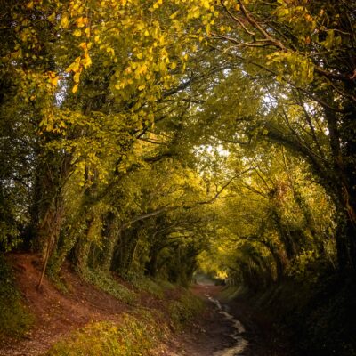 Kingley Vale Autumn Sunset - Photograph - to be printed - Not yet printed - by Jeremy Bullen