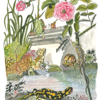 Salamander - pen, ink and watercolour - 22cm x 30cm - by Marion Witcomb