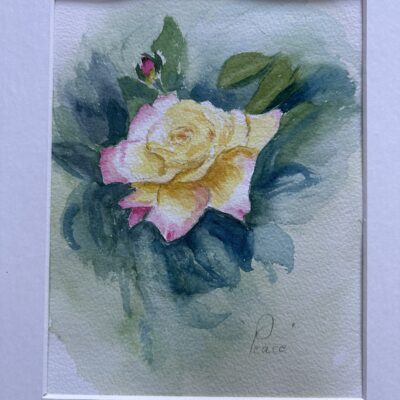 Peace Rose - Watercolour - 28cmx19cm - by Chris Aldred