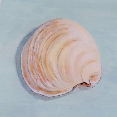 Shell - acrylic - 16x13cm - by Natalie Armes