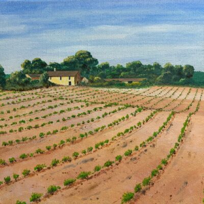 New Vines, Languedoc - Acrylic - 35 x 25 - by Don Grant