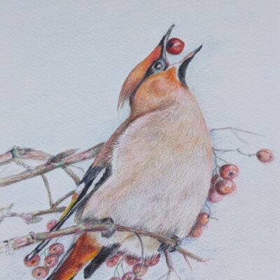 A Feast for a Waxwing - coloured pencil - 20 x 25 cm - by Hannah Strange