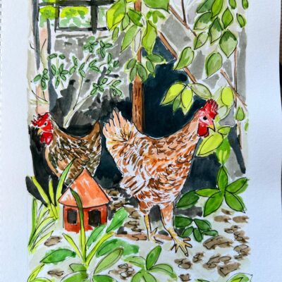 Devon Chickens - Gouache and pen - 14.5 x 21 cm - by Melissa Purchase