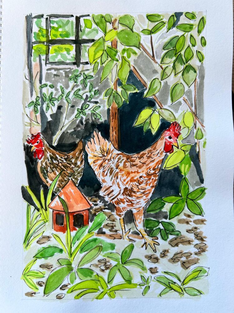 Devon Chickens - Gouache and pen