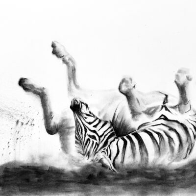 Dusty Zebra - Charcoal - 14 x 18 inches - by Clare Pretorius