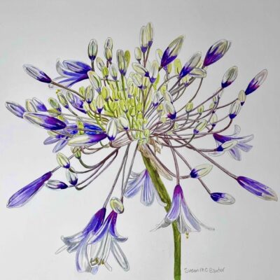 Firework - Watercolour, Guoache and Coloured pencil - 40cm x 40cm - by Susan Baxter