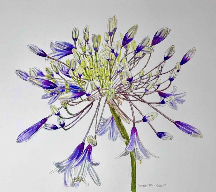 Firework - Watercolour