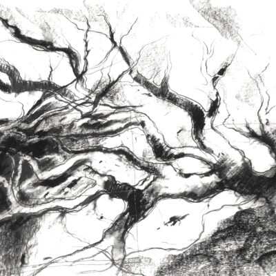 The Blind Trees - pure carbon on paper - 40 x 30cm - by Gordon Aldred