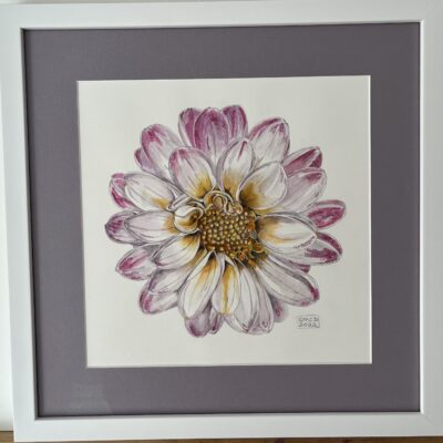 Dahlia - Watercolour - 30cm x 30cm - by Susan Baxter