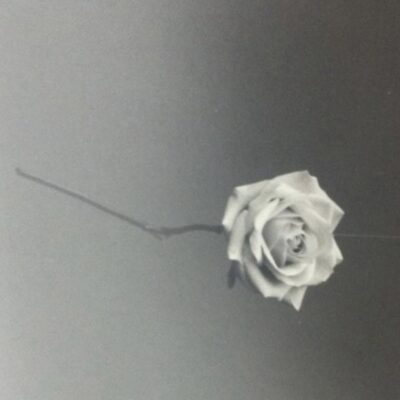 Flower 2 - Black & White silver halide print - A4 - by David Kelleher