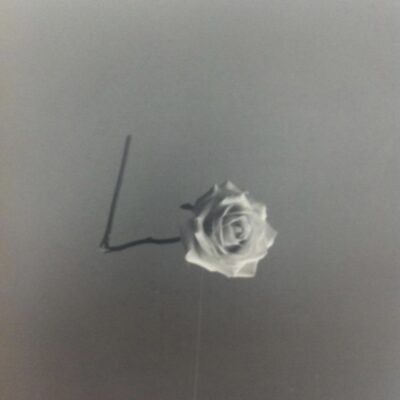 Flower1 - Black & white silver halide print - A4 - by David Kelleher