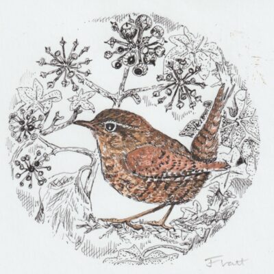 Jenny Wren - watercolour - 8x8cm - by Jo Flatt