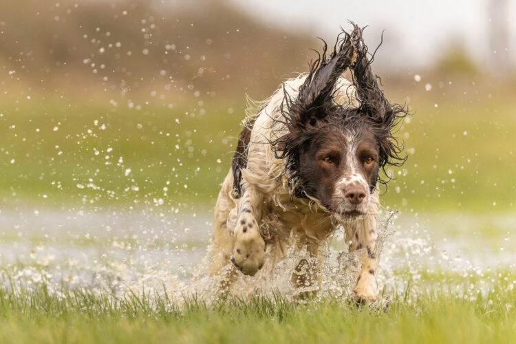 Focus and Fury - print