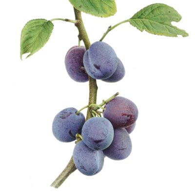 Summertime - watercolour on paper - 25 x 30 cm - by Liz Shippam