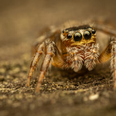 The eyes have it - print - 12