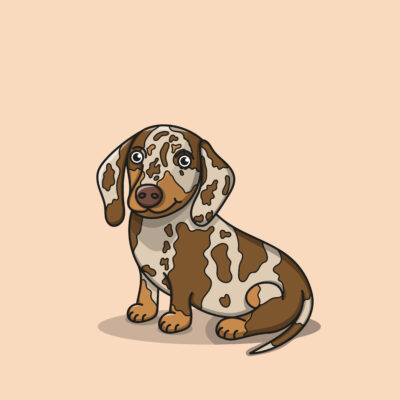 Chocolate Dapple Dachshund - Digital Illustration - N/A - by Ryan Marsh