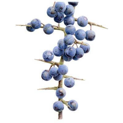 Queen of thorns - watercolour on paper - 25 x 30cm - by Liz Shippam