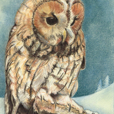 Oscar - Rescued Tawny Owl - Acrylic - 30cm x 30cm - by Melanie Dawn Razzell
