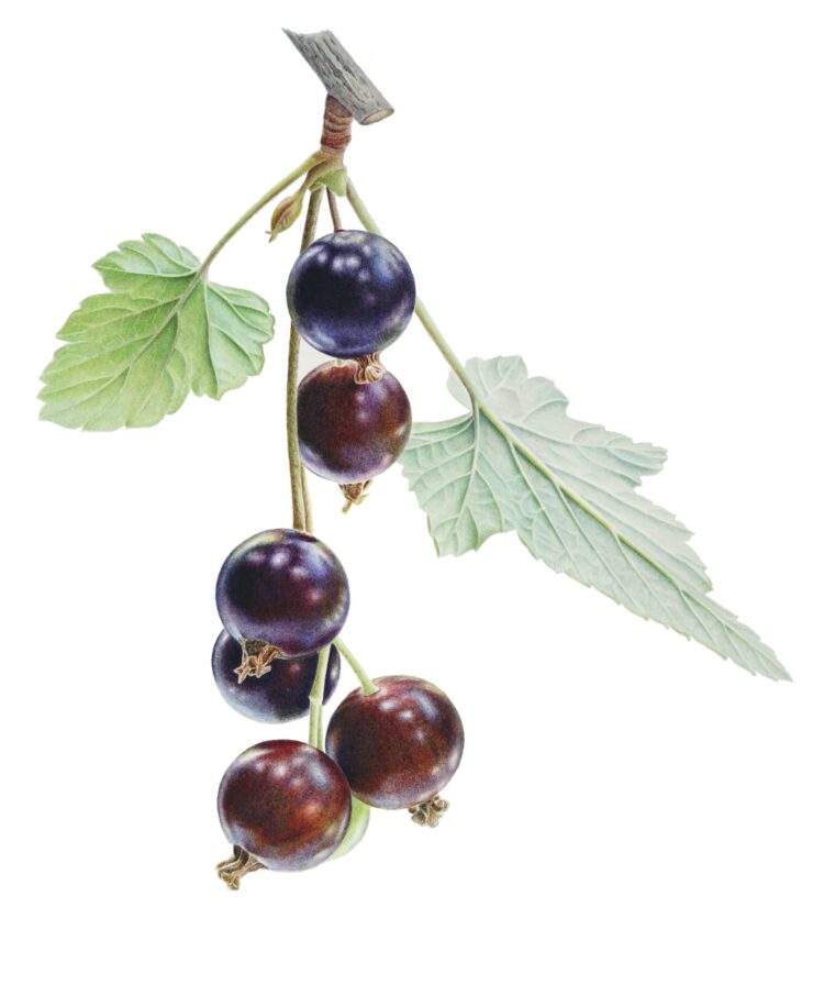 Reflecting - Watercolour on paper